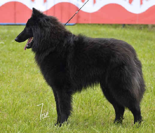 04_tango_dalcateia_1078_MZN15W.jpg (52086 bytes)