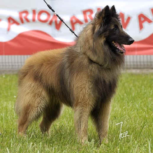 17_kant_anievas_1516_MZN15W.jpg (60214 bytes)