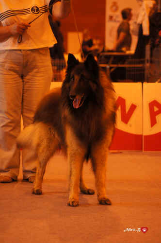 GANDHI-D'ALCATEIA S. LOURENO.jpg (2054615 bytes)