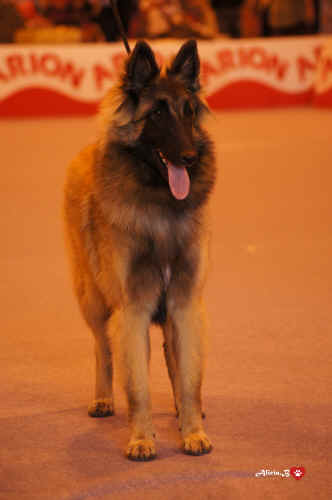 GRIMENDALS-ORISSA.jpg (2013811 bytes)