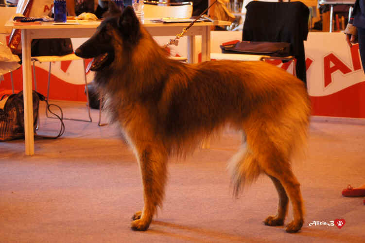 PICART FUENTENAVA.jpg (2217066 bytes)