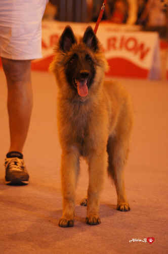 QORA PEDRA-LUME.jpg (1969906 bytes)