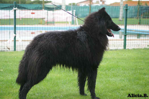 DSC00263tangon d�alcateia.jpg (2667899 bytes)