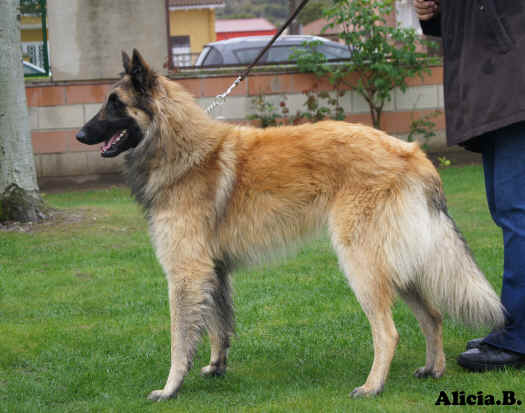 DSC0055nilo c�as penere mb1 im.jpg (2610870 bytes)