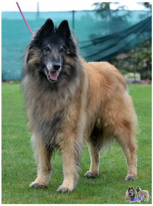 aquila.jpg (128689 bytes)