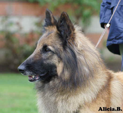 hig clearings insolence exc 2 rccpb.jpg (1777520 bytes)