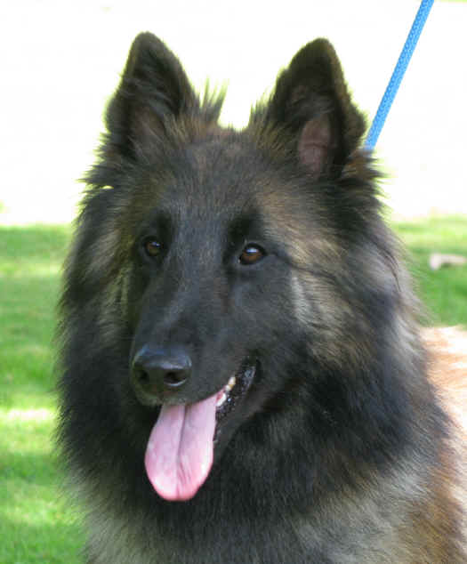 nevada de fonteserra.gif (2299060 bytes)