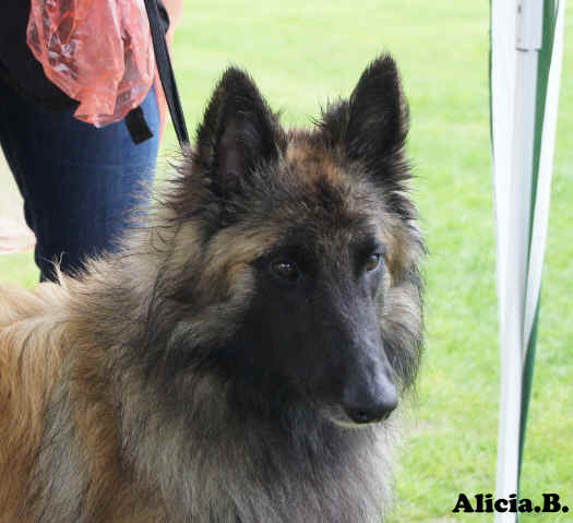 odix de pedra lume mb jhp.jpg (1709977 bytes)