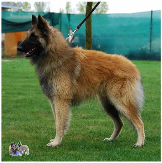 oxram.jpg (206115 bytes)