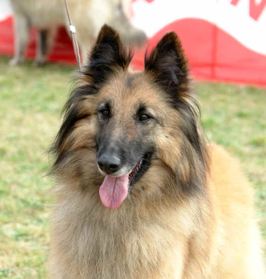 Insolence.JPG (3379564 bytes)