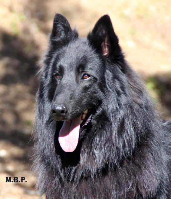 Nerondebelliamici6.jpg (4153420 bytes)