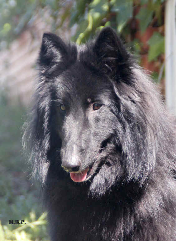 oda de eblliamici.jpg (2613887 bytes)