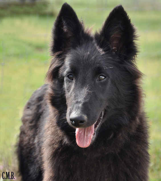 ona de bellliamiciMZE15.jpg (3844829 bytes)