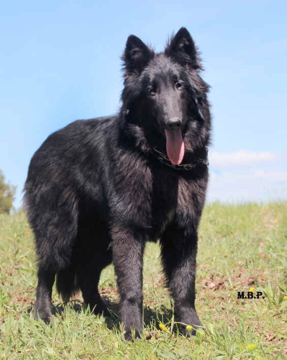 oriondebelliamic.jpg (2464270 bytes)