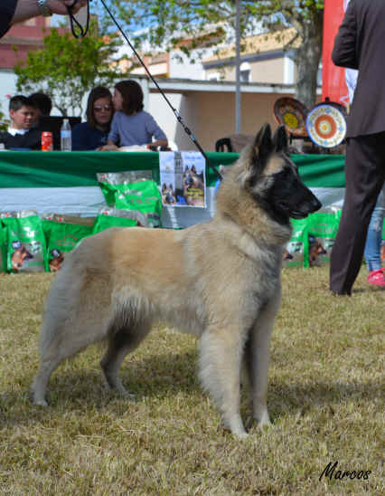 Odry D'Aquivelt 19 (9).JPG (1532110 bytes)