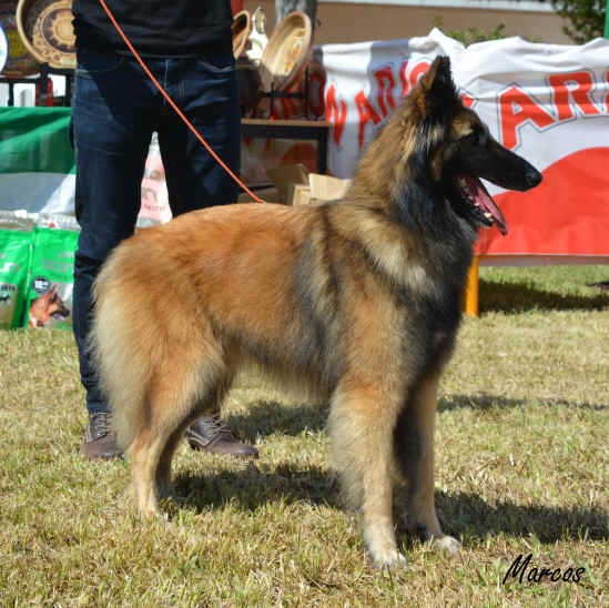 Olivia D'Aquivelt 20 (4).JPG (1478228 bytes)