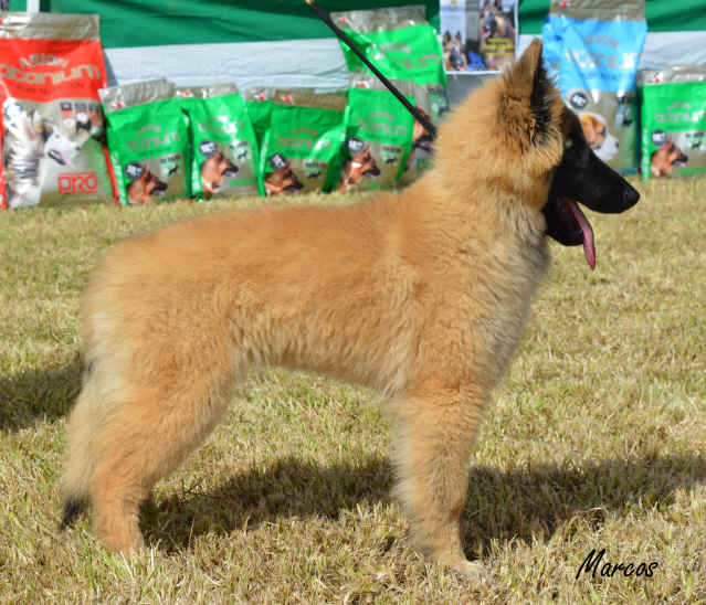 Pandora D'Aquivelt 15 (16).JPG (1737182 bytes)