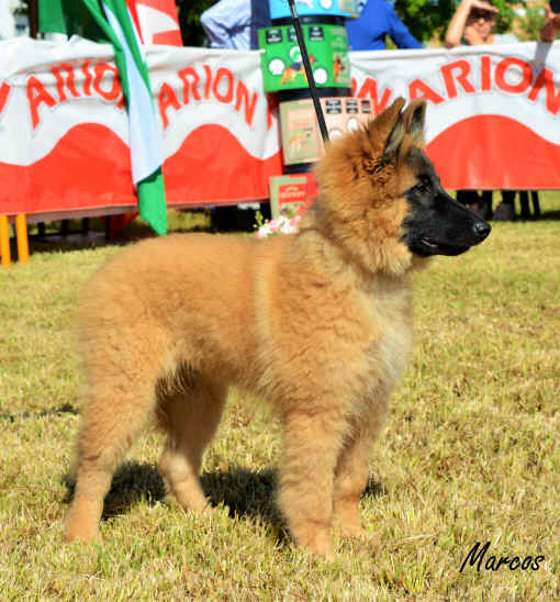 Phoenix del Clam�u 12 (20).JPG (1212618 bytes)