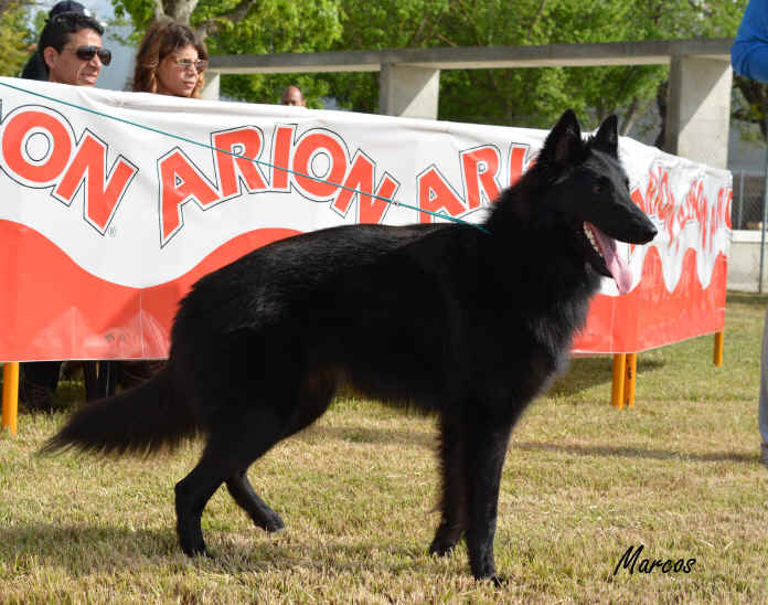 Picard de la M�gia D'Assabica 6 (7).JPG (1703819 bytes)