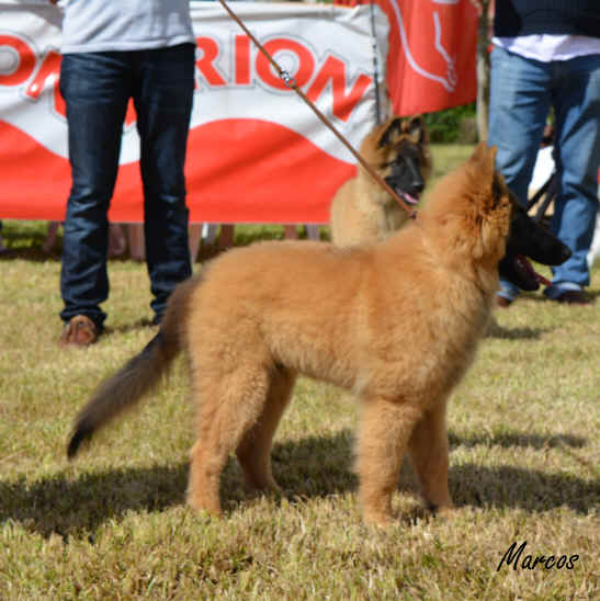 Protos del Clam�u 13.JPG (876580 bytes)