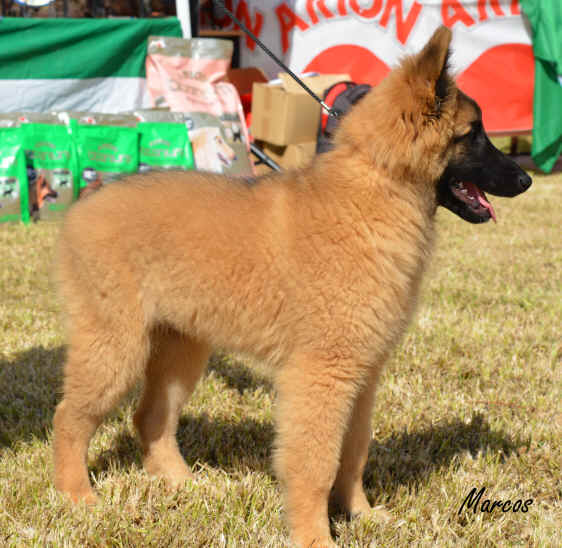 Quiron de Pedra Lume 14 (5).JPG (1334492 bytes)