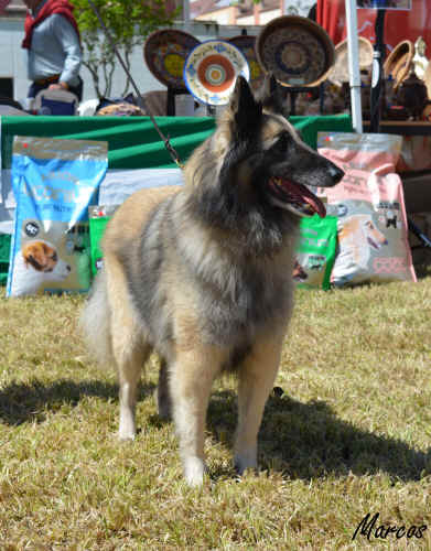 RE SS CHE CH Club sr heidi D'Aquivelt 25 (16).JPG (1125239 bytes)