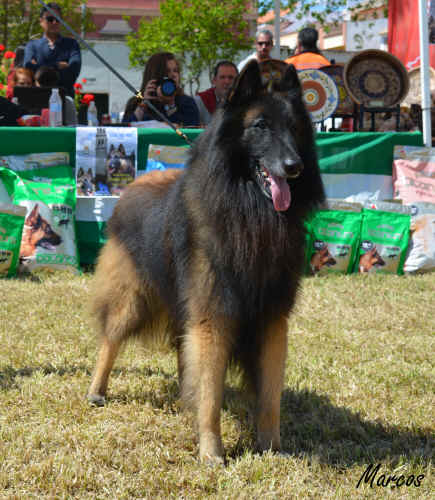 SS CHE CH Club Kazan de Pedra Lume 29  (7).JPG (1339541 bytes)