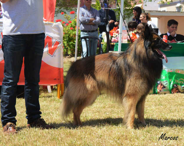 SS CHE CH Club Marko del Clam�u 26.JPG (1888797 bytes)