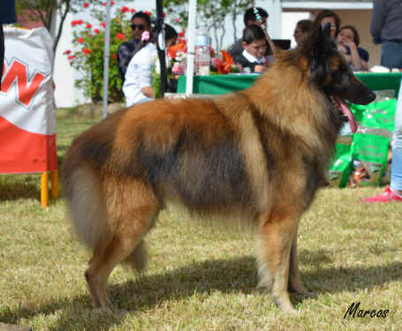 SS CHJ CHE Lark D'Aquivelt 18 (5).JPG (1266102 bytes)