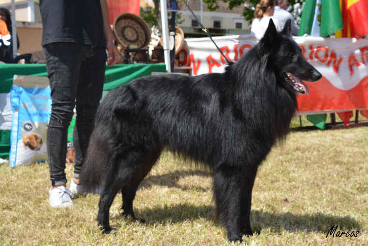 SS CHJ CH Club Helter Skelter Dell'alta Via 27 (10).JPG (1289673 bytes)