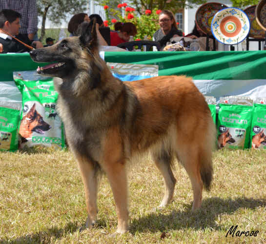 SS sr CHE GRCHPT GCHGB Leyna D'Aquivelt 24 (8).JPG (1697534 bytes)