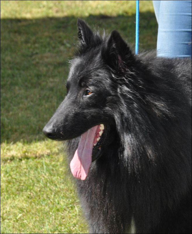 11-chnerondebelliamici