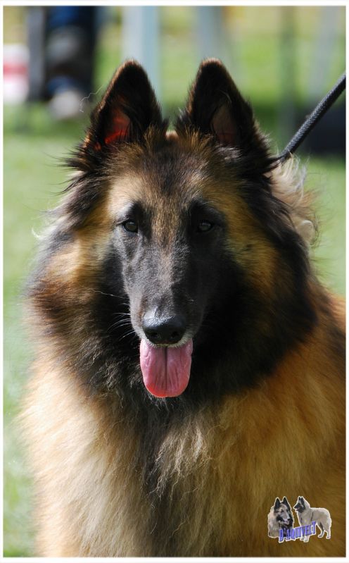 O�Neil  D�Aquivelt EXC abierta hembras