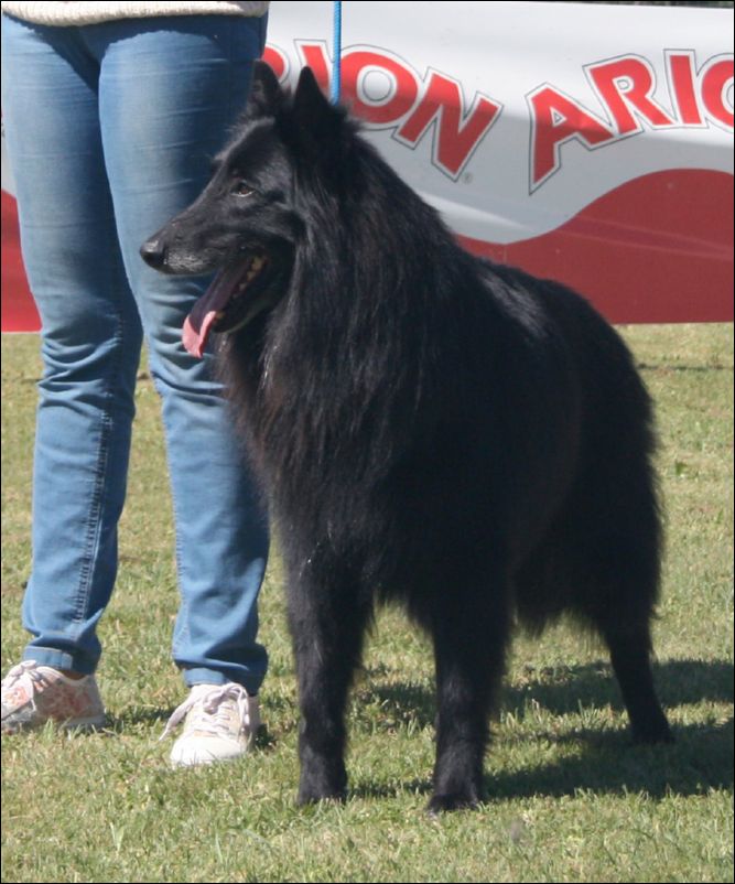 13-ivan de belliamici1