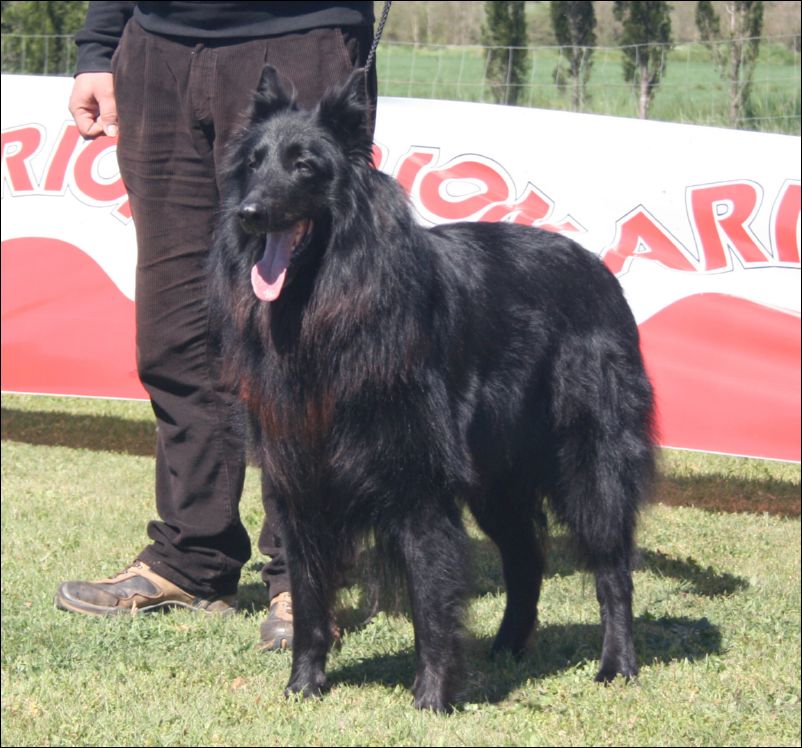 15-CH.Hector de Belliamici