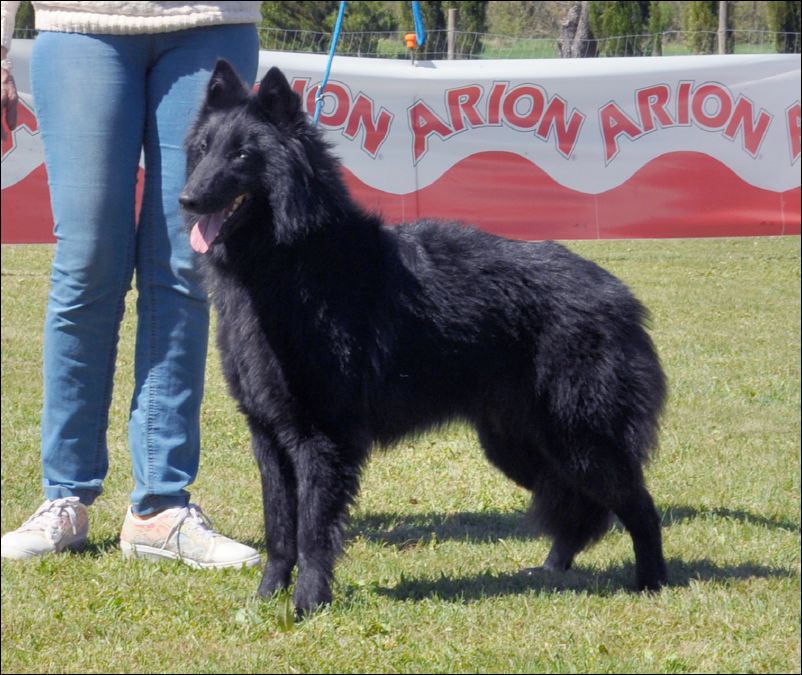 16-Queen de belliamici