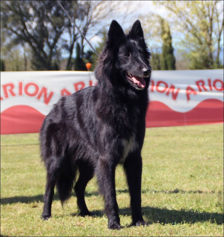 18-persi de can duvell