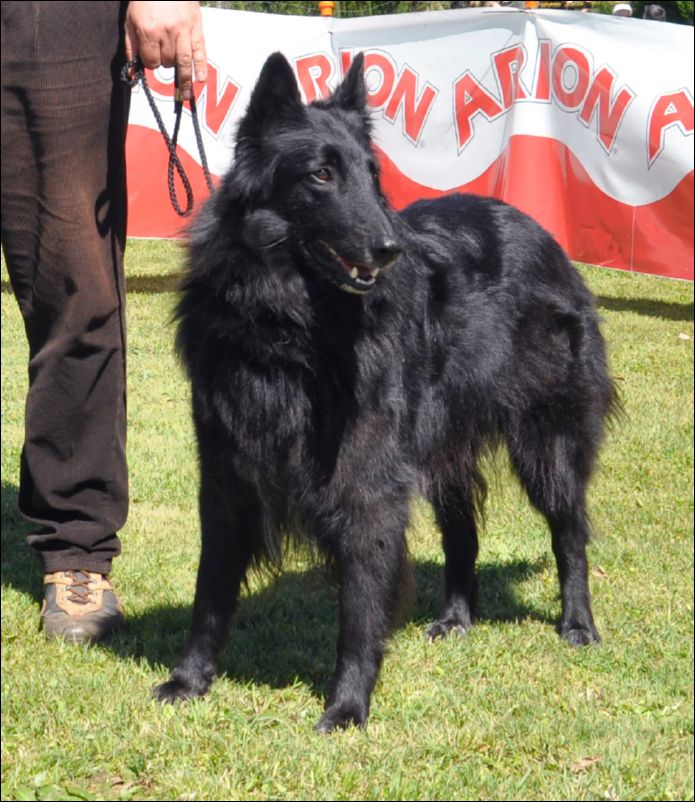 21-kati de belliamici