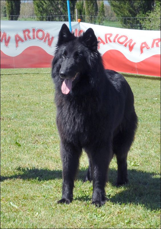 22-SS ona de belliamici