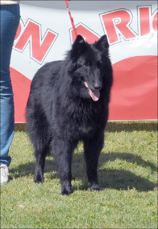 23-oda de belliamici