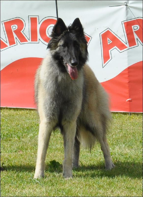 34-perladefontenestas