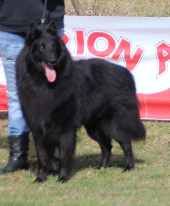 Jason Des Etangs Sauvages MB4 abierta machos 