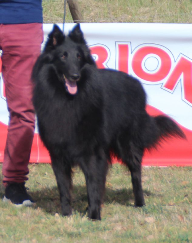 Junior Dit Jedi Des Etangs Sauvages EXC 1 CCPB Mejor Macho y MR.