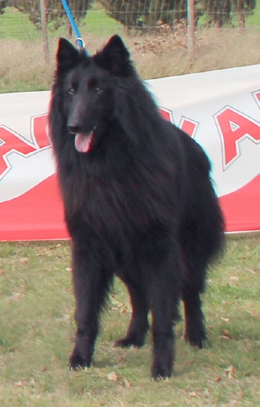 Quim de Belliamici MB 3