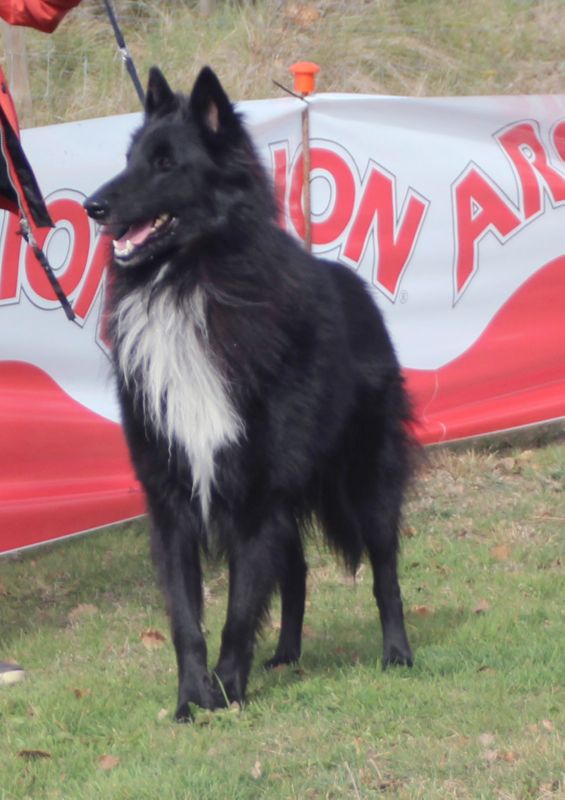 Larko de Condivignum MB2