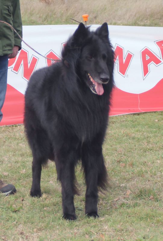 Pantom de L�Anoia Bueno 6 Abierta machos