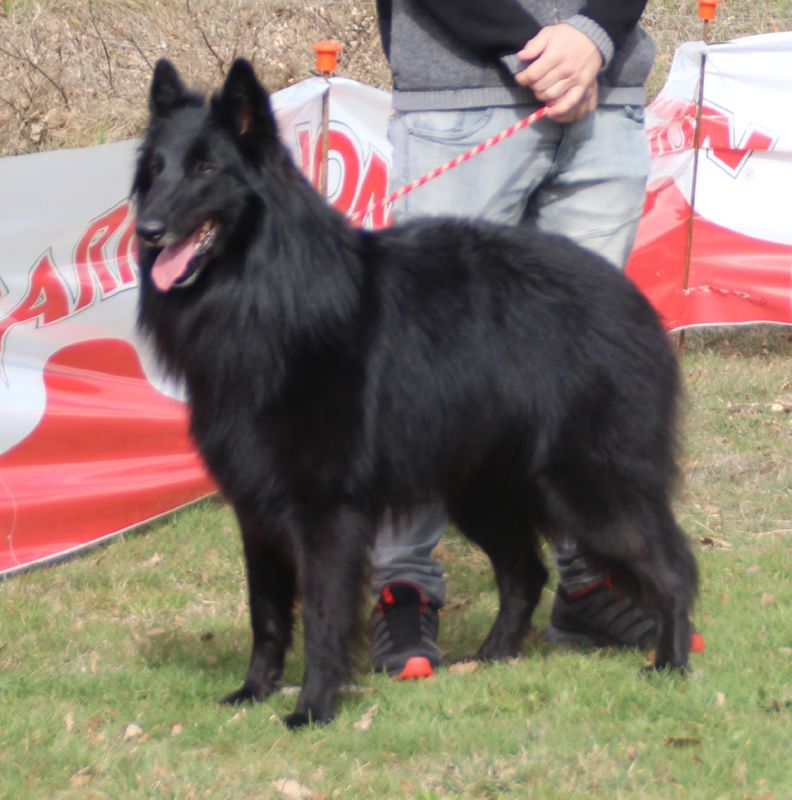 Pyl de L�Anoia(Pelut) MB abiera machos