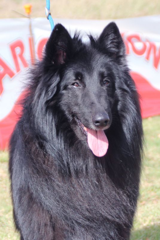 CHE.Orion de Belliamici EXC 1 Campeones machos y RCCPB