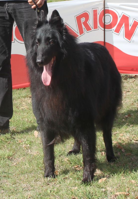 CHE. Hector de Belliamici Insuficiente veteranos machos