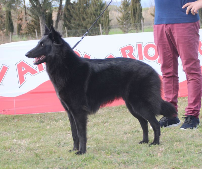 Mis-Bell  Des Etangs Sauvages  EXC 1 Intermedia hembras y RCCPB